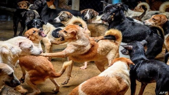 اعتقال مواطن بصري بعد قتله أربعة كلاب سائبة ببندقية صيد