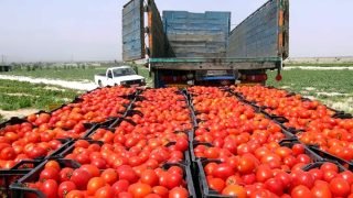 قطاع الزراعة والتصدير يرفد الاقتصاد السوري بـ2000 طن خضار وفواكه خلال 10 أيام