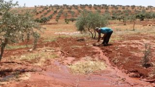 الجفاف يهدد الزراعة والسياحة في شاربازير بالسليمانية