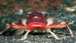 هل تعلم أن هناك حيوانًا يُسمى السمكة الخفاشية ذات الشفاه الحمراء (Red-lipped Batfish)؟