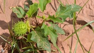 الزراعة تتخذ إجراءات للحد من انتشار نبتة “الداتورا” المخدرة