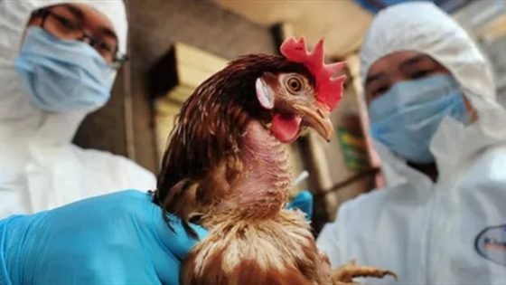 كوريا الجنوبية تسجل أول إصابة بإنفلونزا الطيور