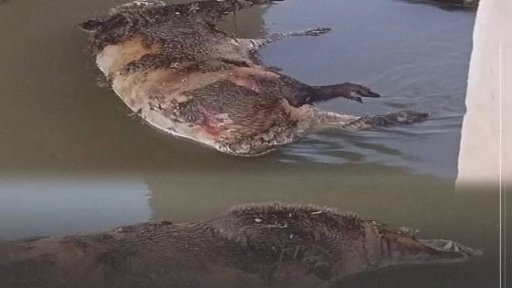 العثور على خنازير ميـتة داخل الخزان الرئيسي للمياه الخاصة بناحية كنعان في ديالى
