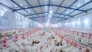 الزراعة: صناعة الدواجن المحلية قادرة على تغطية الاستهلاك وتوفير العملة الصعبة