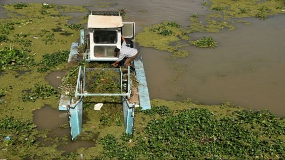 الموارد المائية تطلق حملة لإزالة زهرة النيل من نهر الفرات في ذي قار