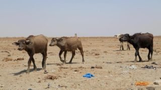 تقرير أممي: جواميس الأهوار في العراق مهددة بالانقراض