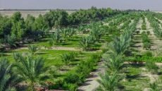 الزراعة النيابية تحذر من استهداف الأحزمة الخضراء وتتابع تحقيقات الحرائق