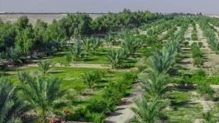الزراعة النيابية تحذر من استهداف الأحزمة الخضراء وتتابع تحقيقات الحرائق