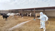 البيطرة تسيطر على بؤرة إصابة بالحمى النزفية في ذي قار