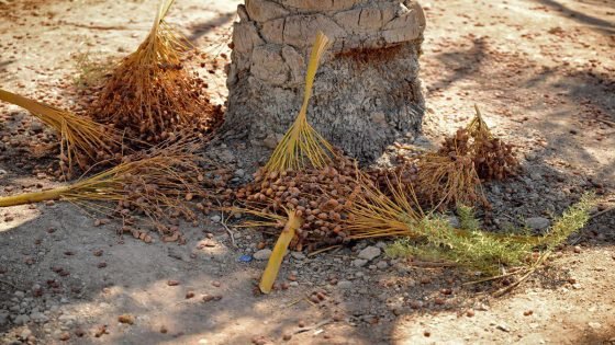 الجفاف وارتفاع نسبة الملوحة يهددان الزراعة والمواشي في الاهوار جنوبي العراق