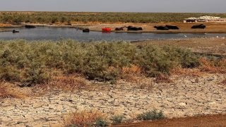 الزراعة النيابية: خسارة 70% من الثروة الحيوانية بسبب شح المياه.