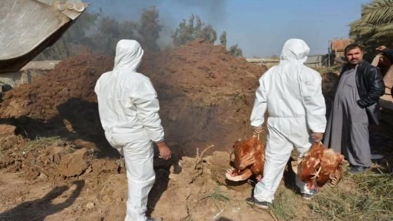 كركوك ترفع حالة التأهب بعد تسجيل أول إصابة بإنفلونزا الطيور في نينوى