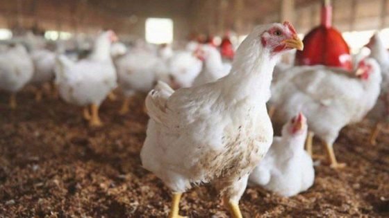فائض الإنتاج يهدد قطاع الدواجن في الإقليم.. والمربون يطلقون تحذيراً