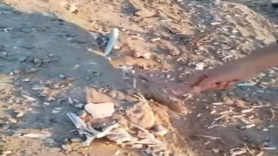 العثور على مقبرة جماعية في جزيرة الشيب.. وبدء الإجراءات الرسمية لكشف الحقائق