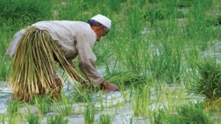 عضو مجلس النجف يحذر من تأخر صرف تعويضات الفلاحين المتضررين من الجفاف