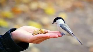 دراسة صينية واسعة تكشف أن الاستماع إلى الأصوات الطبيعية وعلى رأسها تغريد الطيور يخفف الحزن والاكتئاب بدرجة تضاهي تقنيات التأمل واليوغا