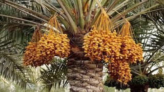 الزراعة تعلن تحقيق إيرادات بقيمة نصف ترليون دينار من صادرات التمور