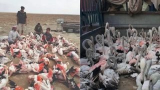 ناشطون يحذرون من تصاعد الصيد الجائر لطائر الفلامنغو في أهوار جنوب العراق
