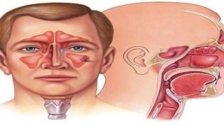 الأذن والأنف لا يتوقفان عن النمو أبدًا طوال حياة الإنسان. على الرغم من أن النمو يتباطأ مع التقدم في العمر، إلا أن الغضاريف الموجودة في كليهما تظل تتكاثر باستمرار، مما يؤدي إلى زيادة حجمهما على مدار السنين.الأذن والأنف لا يتوقفان عن النمو أبدًا طوال حياة الإنسان. على الرغم من أن النمو يتباطأ مع التقدم في العمر، إلا أن الغضاريف الموجودة في كليهما تظل تتكاثر باستمرار، مما يؤدي إلى زيادة حجمهما على مدار السنين.