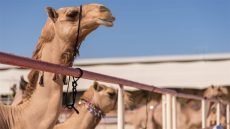 استبعاد 20 جملاً من مسابقة جمال الإبل في عمان؛ بسبب البوتوكس والمكياج.