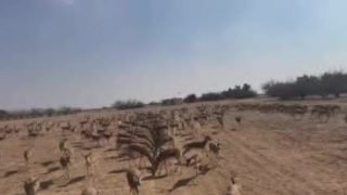 غزال الريم في محمية ميسان