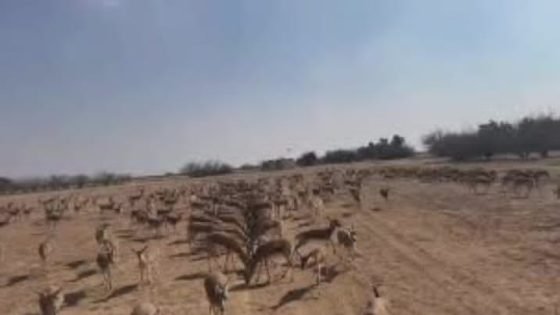 غزال الريم في محمية ميسان