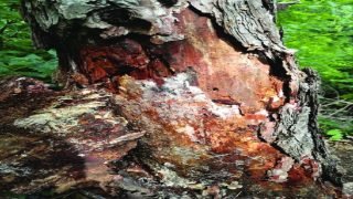 أكبر كائن حي على الأرض