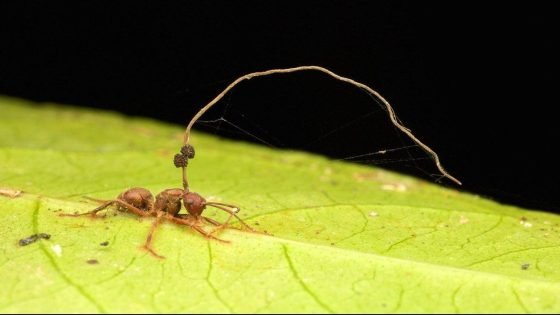 فطر الزومبي Ophiocordyceps unilateralis