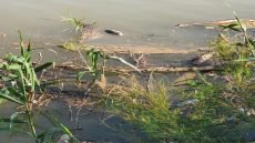 نفوق الأسماك في نهر دجله ناقوس خطر في قضاء علي الغربي