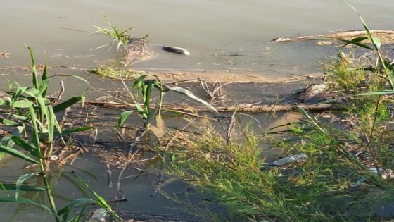 نفوق الأسماك في نهر دجله ناقوس خطر في قضاء علي الغربي