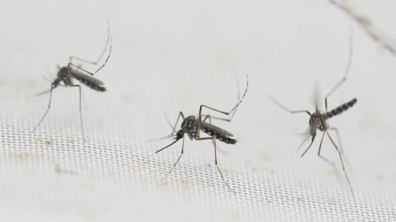 البصرة : تختنق بالحشرات أين الجهات المعنية