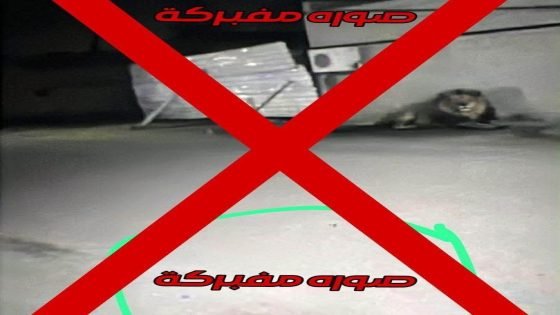 قيادة شرطة بغداد الرصافة تنفي هروب أسد في الراشدية وتؤكد أن الأخبار المتداولة والصور المنشورة عارية عن الصحة ومفبركة باستخدام الذكاء الاصطناعي